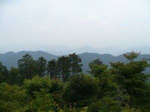 Mt Taka0 - view from the tree tops